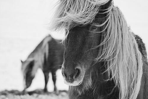 Windswept Winter Horse Art Print