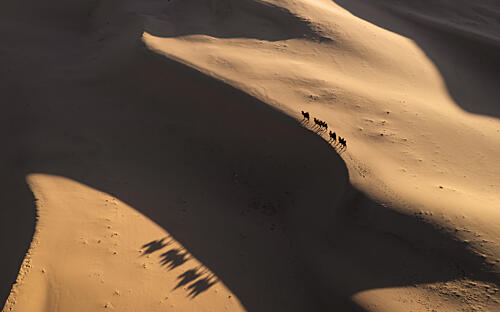 Shadows of the Gobi Gold Print