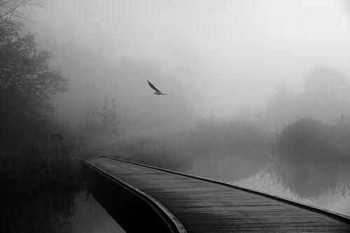 Misty Bridge Bird Flight Art Print