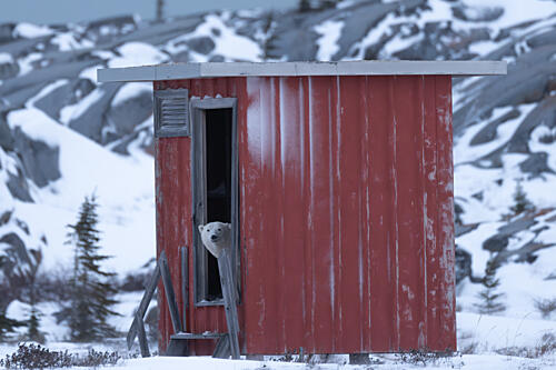Polar Bear Shack Art Print