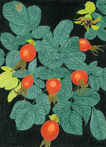 Botanical Rose Hips Art Print