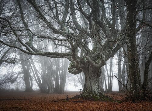 Ancient Foggy Forest Art Print