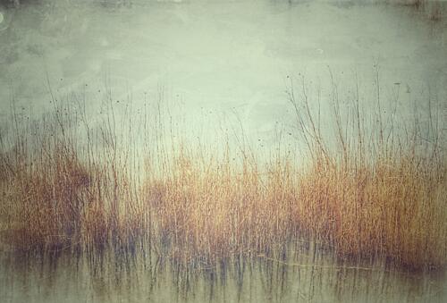 Hazy Golden Field Gold Print