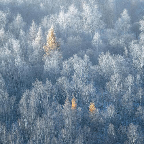 Golden Larches Winter Frost Art Print by Dawn X W