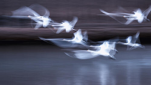 Ethereal Swans in Flight Art Print