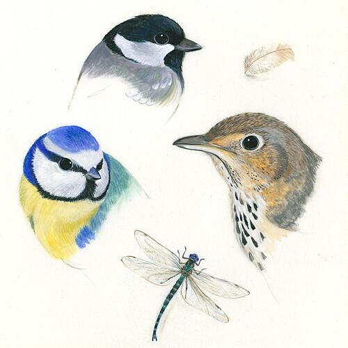 Birds and Dragonfly Study Art Print