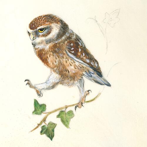 A Determined Owl Art Print by Isabelle Brent