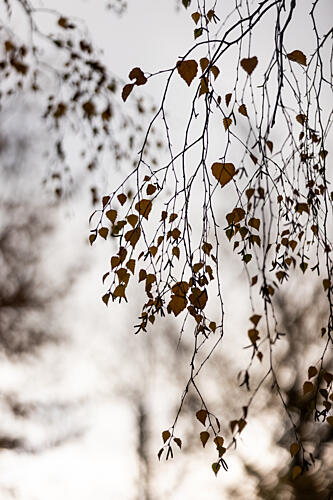 Autumn Glow Art Print