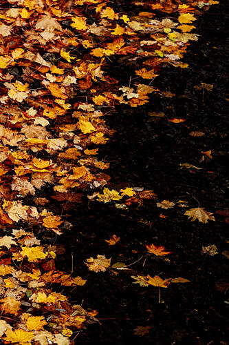 Sea of Leaves 1 Art Print