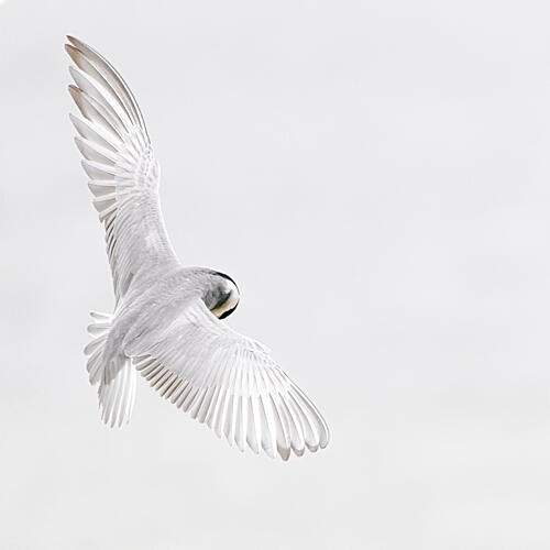 Graceful White Flight Art Print by Peter Ebel