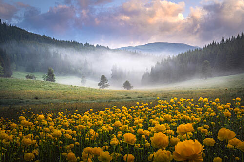 Misty Valley Golden Flowers Gold Print