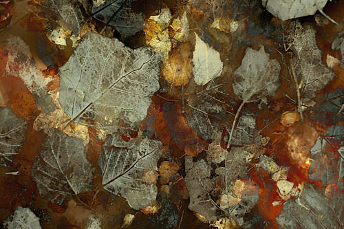 Carpet of Leaves Art Print