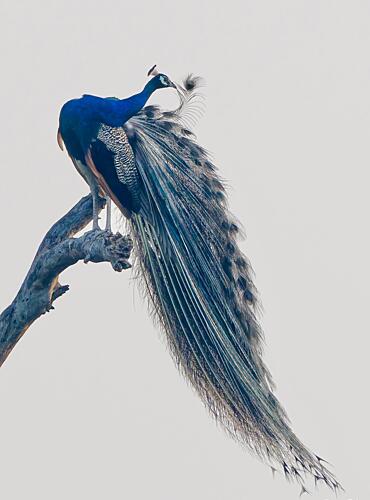Majestic Blue Peacock Art Print
