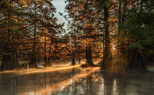 Cypress Swamp Sunrise Gold Print