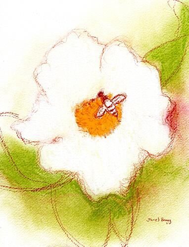 Bee on White Flower Art Print
