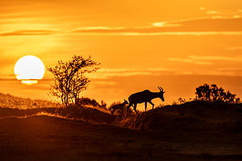 Golden Antelope Sunset Gold Print