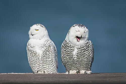Snowy Owls Laughing Art Print