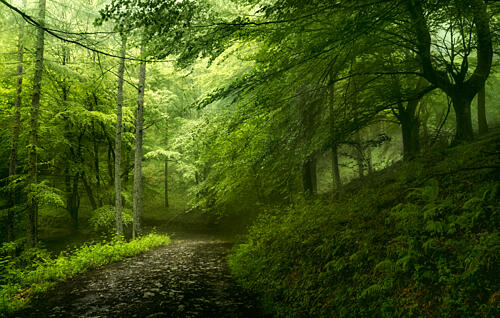 Misty Forest Path Art Print by Fran Osuna