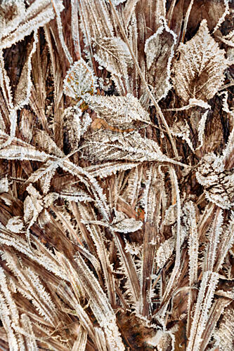 Crisp Frosted Leaves Art Print