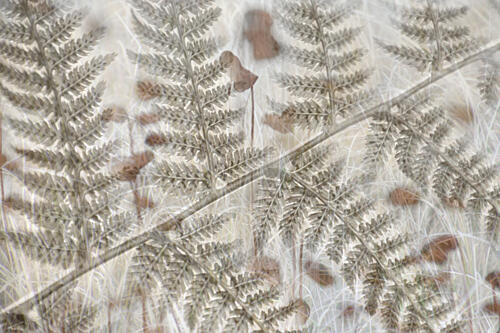 Layered Fern Fronds Art Print