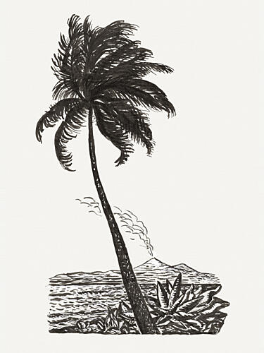 Palm Tree with an Island Ca. 18911941 Art Print