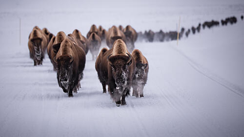 Wild Bison Winter March Art Print