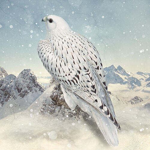 Majestic Winter Falcon Art Print
