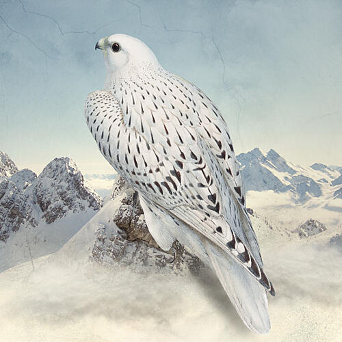 White Falcon Mountain Peak Art Print