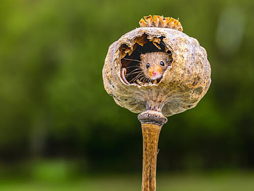 Tiny Mouse Poppy Home Art Print