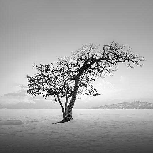 Winter Tree Solitude Art Print
