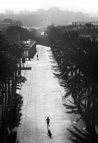 Palm Lined Urban Run Art Print by Jose Mesas