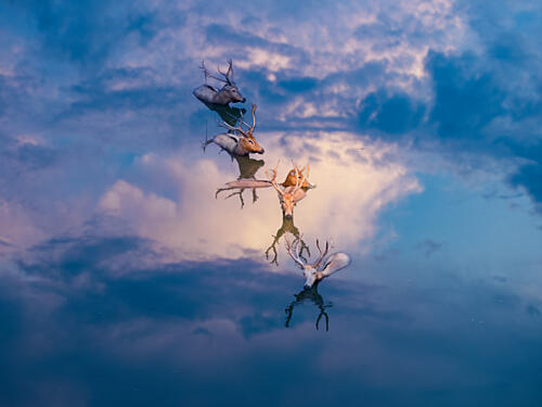 Serene Deer Reflections Art Print by Songlin Xu