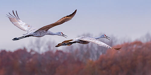 Graceful Cranes in Flight Art Print