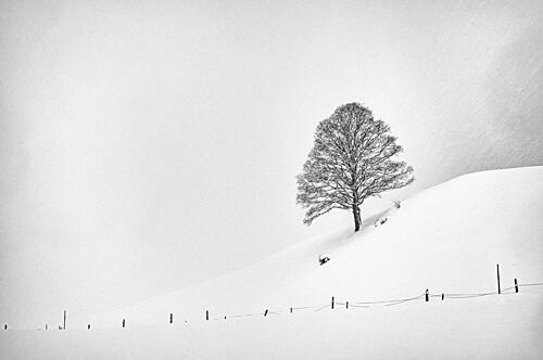 Solitary Winter Tree Art Print