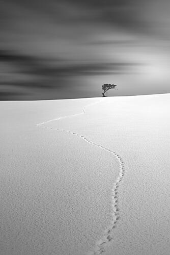 Desert Solitude Path Art Print