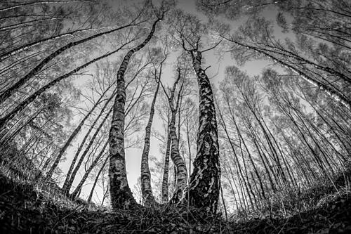 Dramatic Birch Forest Upward Art Print