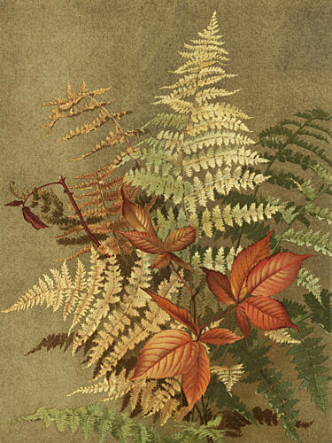 Autumn Ferns Art Print by Ellen Thayer Fisher