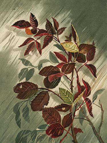 Autumn Leaves in the Rain Art Print by Ellen Thayer Fisher