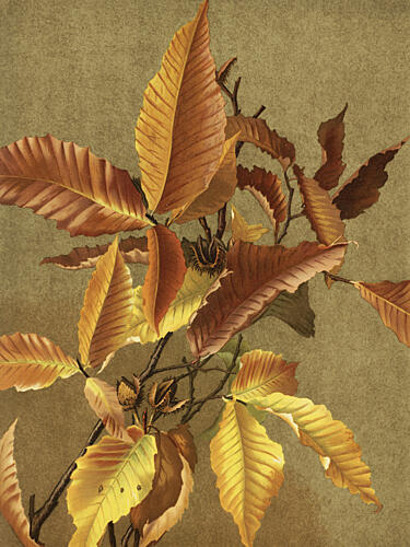 Autumn Leaves No. 3 Beech by Ellen Thayer Fisher Art Print by Ellen Thayer Fisher
