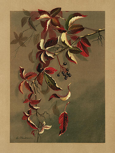 Autumn Leaves with Black Berries Art Print by Louise Clarkson Whitelock