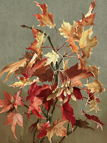 Autumn Leaves, No. 2 Maple by Ellen Thayer Fisher Art Print by Ellen Thayer Fisher