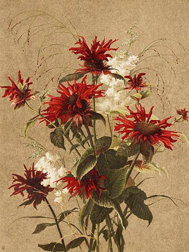 Balm and Spiraea by Ellen Thayer Fisher Art Print by Ellen Thayer Fisher