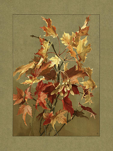 Autumn Leaves, Maple Art Print by Ellen Thayer Fisher