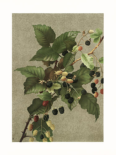 Blackberries Art Print by Ellen Thayer Fisher