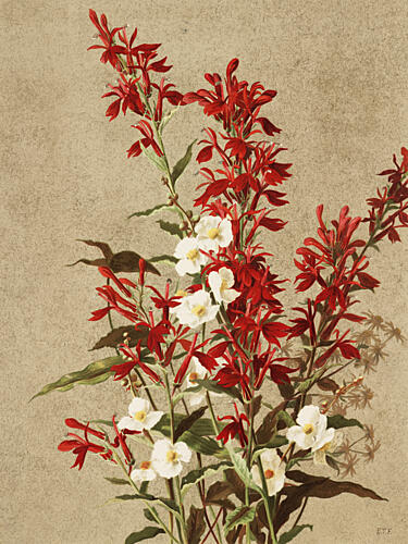 Cardinal Flowers Art Print by Ellen Thayer Fisher