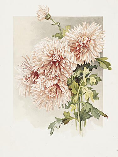 Chrysanthemums Art Print