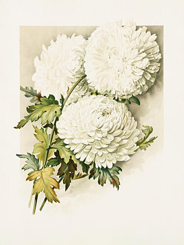 Chrysanthemums for Christmas Eve Art Print