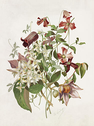 Clematis Art Print by Alois Lunzer