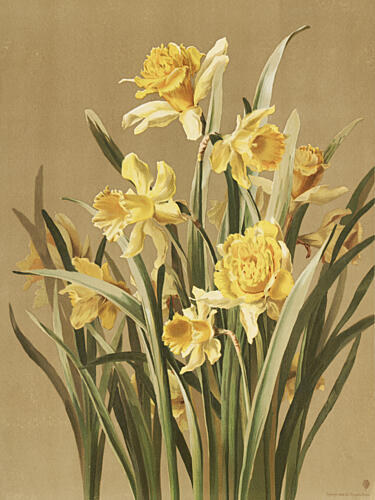 Daffodils Art Print by Ellen Thayer Fisher
