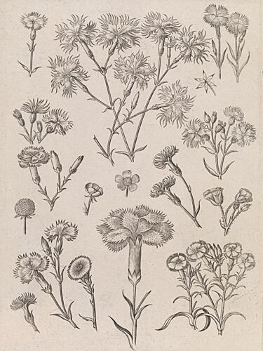 Daffodils Art Print by Adriaen Collaert